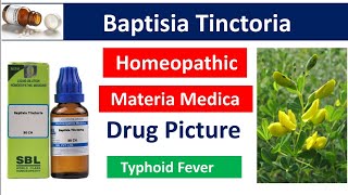 Baptisia Tinctoria Homeopathic Medicine  Drug Picture  Materia Medica bhms materiamedica [upl. by Ynatsyd]