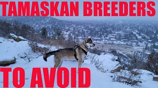 Tamaskan Breeders to Avoid [upl. by Ancelin816]