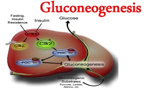 Gluconeogenesis [upl. by Cohin33]