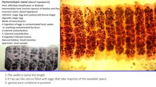 38 Practical Parasitology  Gravid Proglottid of Hymenolepis nana [upl. by Eirameinna]