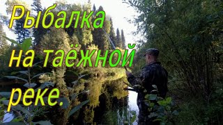 Рыбалка на таёжной речке нашёл заводь клёв невозможно остановится ловлю рыбу в удовольствие для каши [upl. by Hairim]