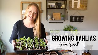 Growing Dahlias from Seed Lisianthus Transplants  Cut Flower Garden [upl. by Konikow]