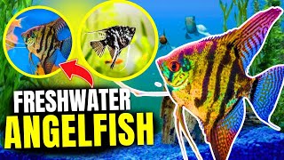 How to Keep Freshwater Angelfish Care Guide Tips amp Tricks [upl. by Macegan]