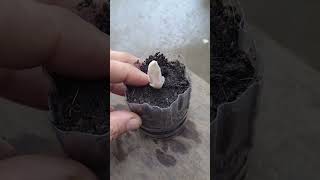 Tips propagate Christmas cactus plant form bud [upl. by Sivram]