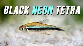 Species Spotlight  Black Neon Tetra [upl. by Akcired480]