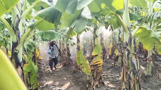 Banana farming  Fungicide application bananafarming agriculture video shortvideo satisfying [upl. by Waine901]