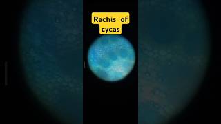 Rachis of cycas bsc 1st year pratical bsc botany microscopic [upl. by Aminta424]