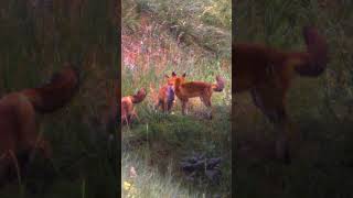 Epic Battle of the Foxes Territorial Duel in the Forest wildlifecameras wildlife foxwatching [upl. by Aytnahs]