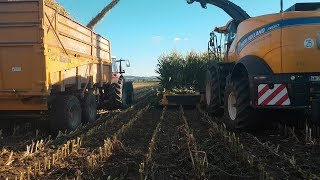 Ensilage maïs dans la Limagne  ETA PORTE  Fr 550 sur un 10 rangs [upl. by Aeirdna]