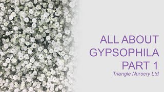 All About Gypsophila Part 1 [upl. by Nhguahs]