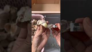 Garlic peeling artifact satisfying [upl. by Torey296]