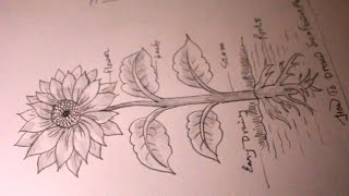 How TO Draw parts of plantsdifferent parts of plantplant drawing [upl. by Yttiy]