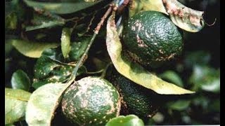 METHOD TO TREAT CITRUS SCAB DISEASE ELSINOE FAWCETTII AND E AUSTRALIS  PART 2 [upl. by Childs966]