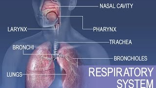 Anatomy and Physiology of Respiratory System [upl. by Alcock253]