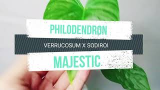 PHILODENDRON MAJESTIC CARE  FULL DETAILS [upl. by Ervine]