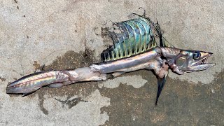 RARE LANCETFISH Chopped up by a Swordfish in 1500 of water [upl. by Thorley]