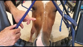 Huge Dental Infection In Young Rescued Horse  Diagnosis and Extraction [upl. by Ettenwad196]