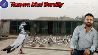 Tazeem bhai ke kabootar ka shok Bareilly se urban kabootar [upl. by Hamel]