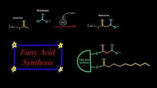 Fatty Acid Synthesis EVERYTHING YOU NEED TO KNOW MCAT BIOCHEMISTRY Map of Metabolism [upl. by Tamaru]