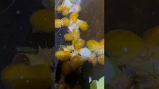 Apple snails eating their food relaxed snail animals [upl. by Akemed]