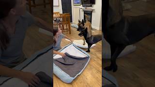 Dog Gets His Package From Lesure doglover smartdog doghelp lesuredogbed [upl. by Aniat471]