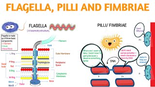 FlagellaPilli andFimbraie [upl. by Acirat33]