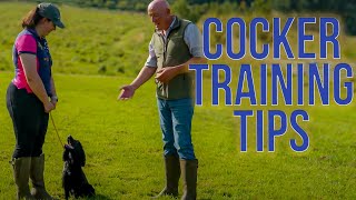 Cocker Spaniel Training [upl. by Noirad]