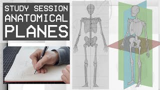 Anatomical Planes Understanding Movement  Anatomy For Artists Study Session [upl. by Dyane]