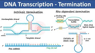 Eukaryotic Transcription INITIATION  GTF assembly CTD phosphorylation Promoter escapeclearance [upl. by Ingeberg]