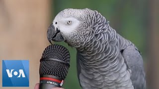 Talking Parrot  VOANews [upl. by Baxy]