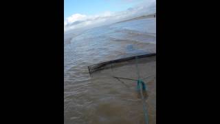 Shrimping on Southport beach with a horse practice [upl. by Ycaj]