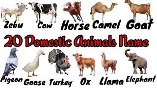 Domestic Animals Name Vocabulary  20 Domestic Animals Name  Domestic Animals Name in English [upl. by Yelak]