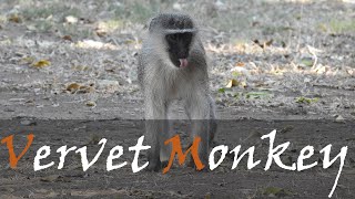 Vervet Monkey Mom Feeding Her Baby While Being Groomed By Another Monkey  Stories Of The Kruger [upl. by Eurd]