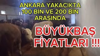 ANKARA YAKACIK BESİ ÇİFTLİĞİ  Büyükbaş Hayvan Fiyatları 2024 Kurban [upl. by Jackie]