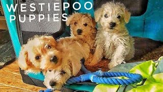 Westiepoo Puppies [upl. by Camilo]