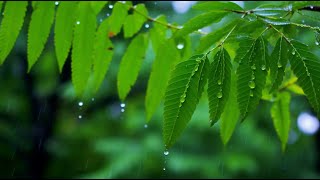 명상음악 휴식을 위한 시간 🌿 힐링음악편안한 음악 명상을 위한 평화로운 선 음악 하루의 휴식을 위한 빗소리 스트레스 해소음악 [upl. by Peugia]