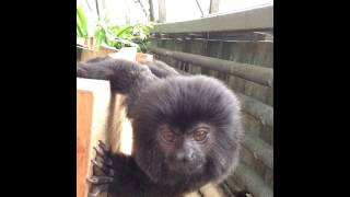 Goeldis Marmosets and an iPhones front facing camera [upl. by Hildick239]