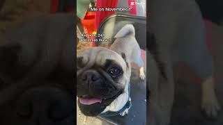 CHRISTMASS👹👹 pugspugspugs musicvideo pets puggle OF COURSE [upl. by Annoif]