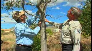 How To Identify Common Tree Problems  Over Fertilization etc [upl. by Green]