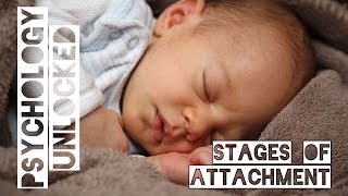 How Babies Form Attachments  Four Stages  Schaffer amp Emerson [upl. by Chambers]