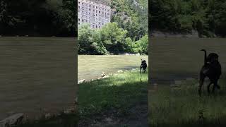 A dog barks at a passing boat [upl. by Rees]