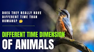 Do animals really have different time dimensions 🤯 [upl. by Arehsat]