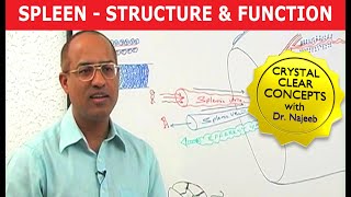 Spleen  Structure amp Function [upl. by Lraep665]