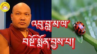 HH Karmapa’s speech about ladybug 🐞 rumtekkarmaekhenpo karmapa rinpoche tibettv [upl. by Swen788]