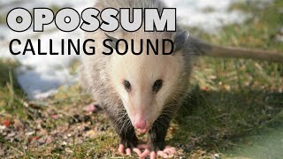 Opossum Calling Sound [upl. by Newbill]