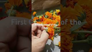 Calendula Garbling cleaning for use [upl. by Elleved364]