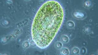 Paramecium bursaria  sensibilità alla luce [upl. by Erin]