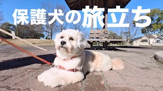 保護犬メル、晴天の旅立ち！いってらっしゃい [upl. by Nylecoj]