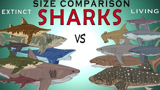 Size Comparison Living vs Extinct Sharks Megalodon Helicoprion Great White Whale shark [upl. by Eylrac]