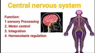 Primary Central nervous system  Anatomy and physiology [upl. by Adaurd]